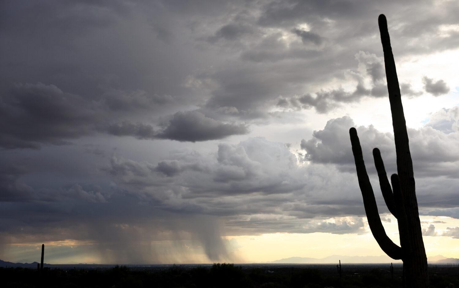 Storm clouds deliver monsoon rains beyond saguaro cacti in the Sonoran Desert near Apache Junction,...