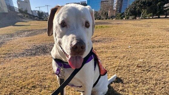 The Arizona Humane Society has already cared for more than 15,600 sick, injured or abused pets this...