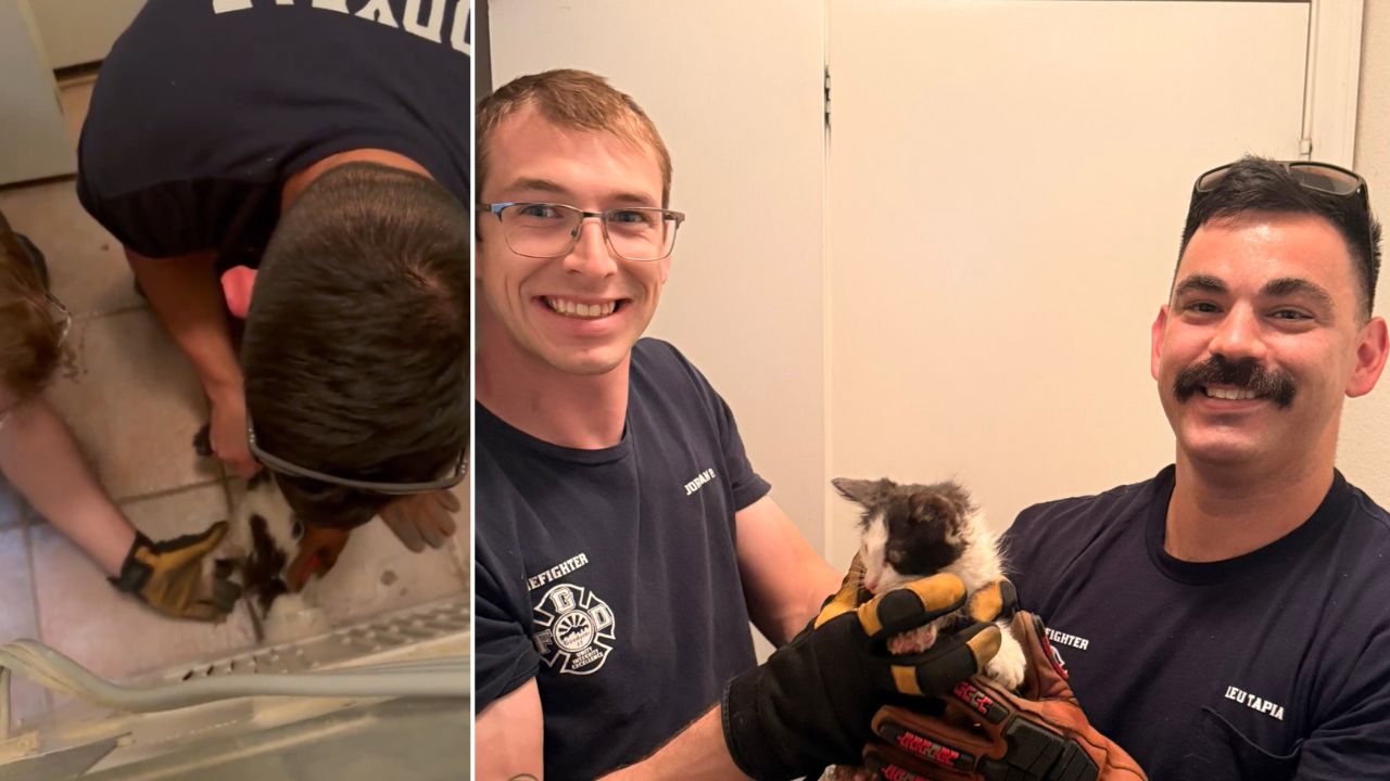 A stray kitten was rescued by firefighters after being found stuck in a dryer vent at a Goodyear ho...