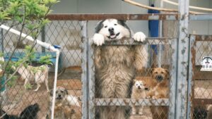 Arizona Humane Society offering free adult pet adoptions to make space
