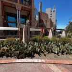 Phoenix has replaced nonfunctional grass with drought-tolerant landscaping to conserve water. (City of Phoenix photo)