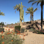 Phoenix has replaced nonfunctional grass with drought-tolerant landscaping to conserve water. (City of Phoenix photo)