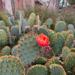 Phoenix has replaced nonfunctional grass with drought-tolerant landscaping to conserve water. (City of Phoenix photo)