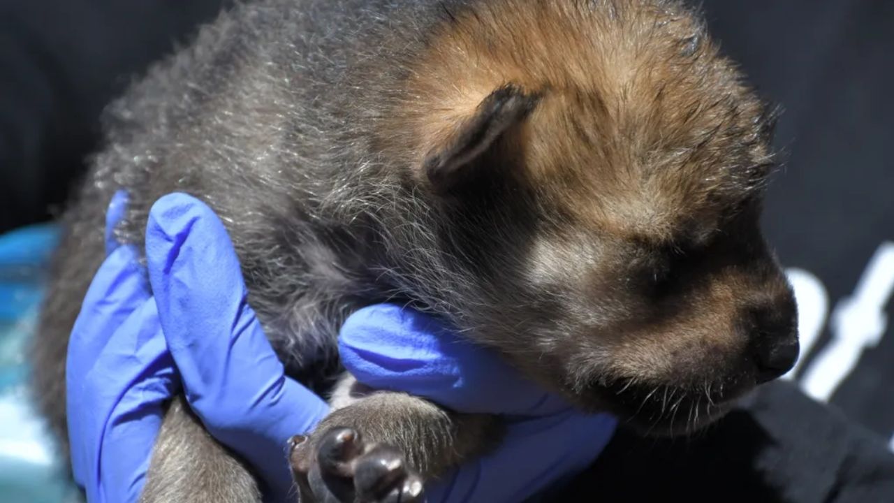 Mexican gray wolf recovery expands with 5 new pups in the wild...