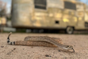 Leave it: Dog trainers help pets avoid poisonous snakes
