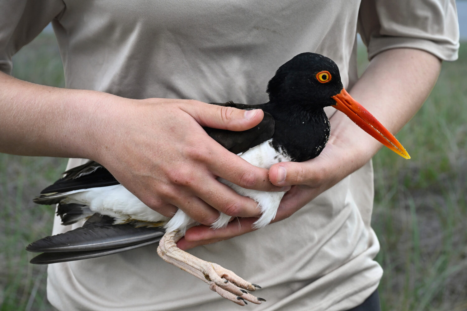 United States Fish and Wildlife Service Shorebird Monitor Allison Ruhl carries an adult oystercatch...