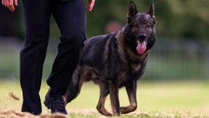 Arizona sheriff’s office cuts ties with K-9 foundation over concerns about transparency