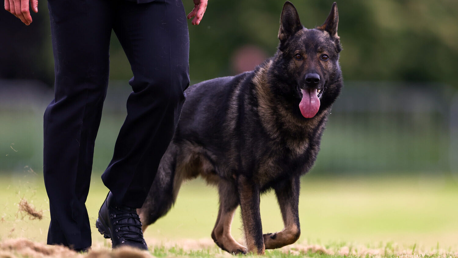 The department announced the decision after the Mohave County Sheriff’s K-9 Foundation formed in ...