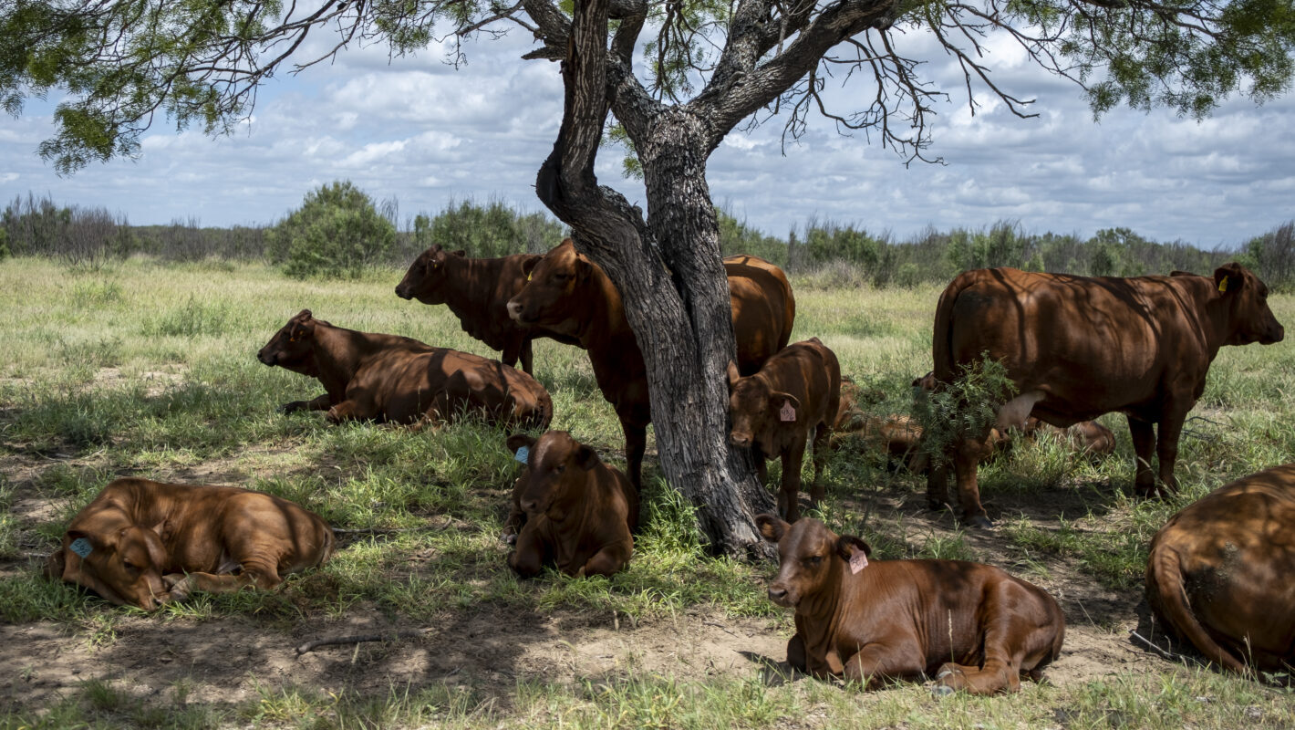 Arizona cattle rancher says it will take years to replenish herds
