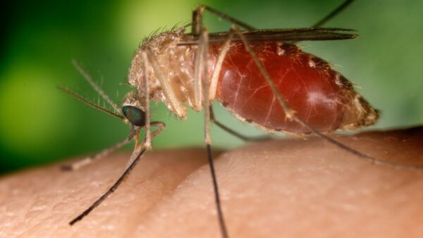 A Culex quinquefasciatus mosquito, a known West Nile virus vector, feeds on a human finger in this 2003 file photo. Maricopa County has reported 47 West Nile cases and 5 deaths in 2026. (CDC/Jim Gathany via Smith Collection/Gado/Getty Images)