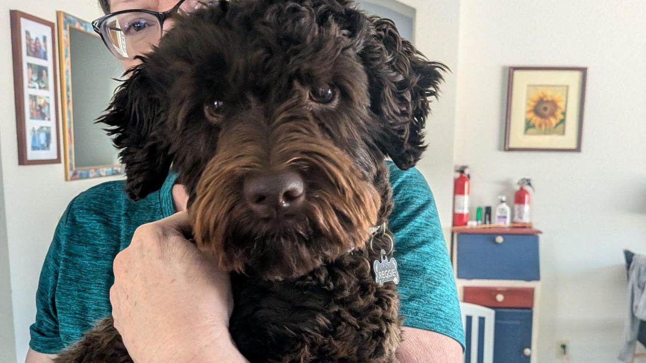 Maricopa County shelters waive fees for dog adoptions...