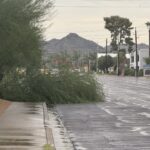 Fallen tree on 16th Street south of Bethany Home Road. (KTAR News photo/David Iversen)