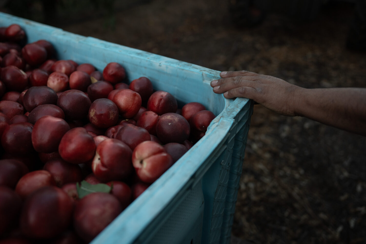Cesar Mora rests his hand on a bin filled with nectarines at his orchard in Reedley, Calif., Wednes...