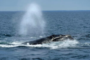 Endangered right whales could wait almost a decade for new US protections
