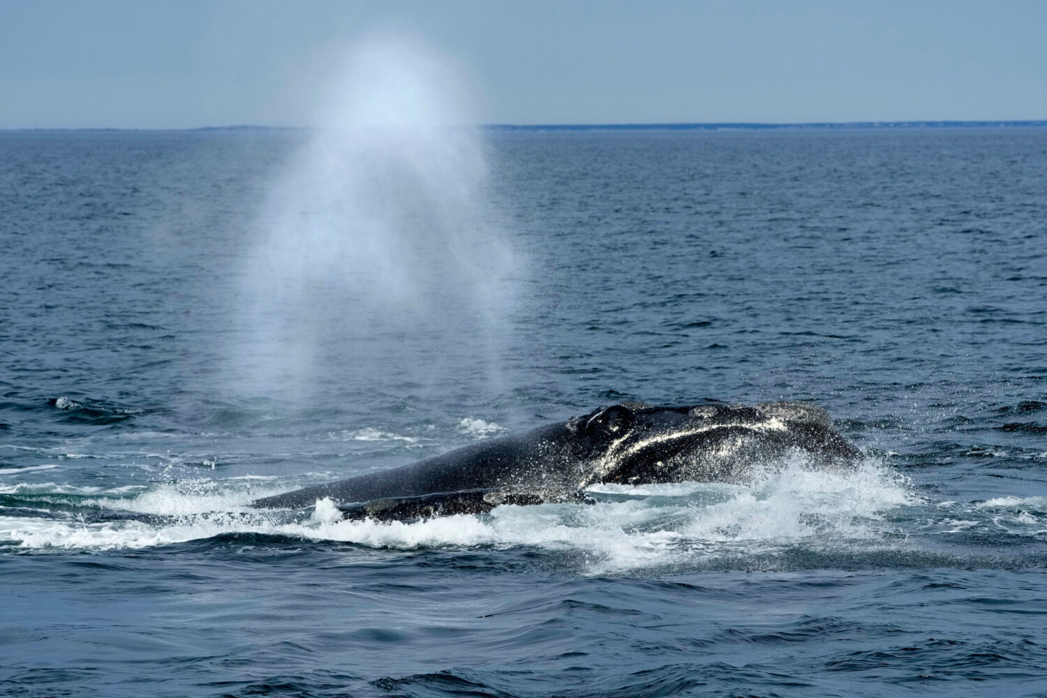 FILE - A North Atlantic right whale surfaces on Cape Cod Bay in Massachusetts, Monday, March 27, 20...