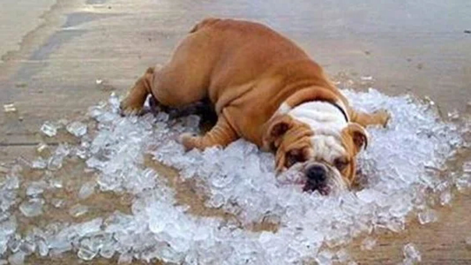 The extreme heat warning for the Phoenix area has been extended by a day. (Photo via city of Phoeni...