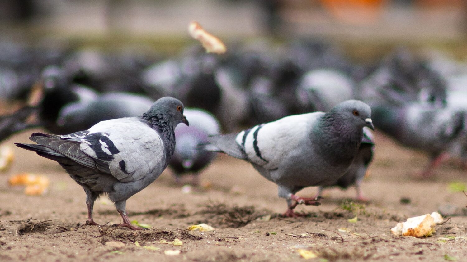 The City of Chandler passed a bird ordinance clarifying how to responsibly feed nondomesticated bir...