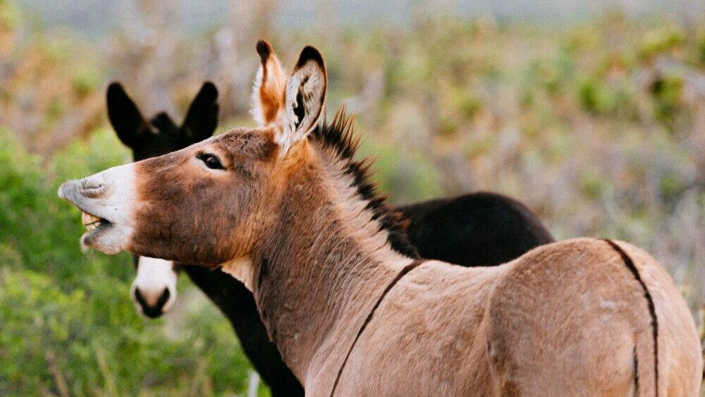 Wild burros, also known as donkeys, are known for their intelligence, endurance and strength, and t...