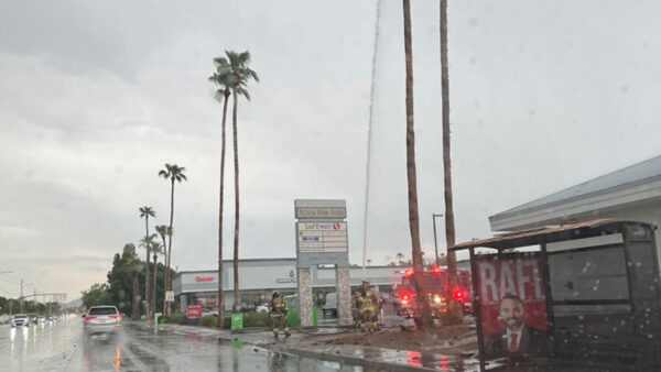 Lightning struck a palm tree during Tuesday's rain storm. (KTAR News photo/Felisa Cardenas)