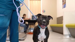 Heidi’s Village launches pilot program to find homes for long-stay shelter dogs