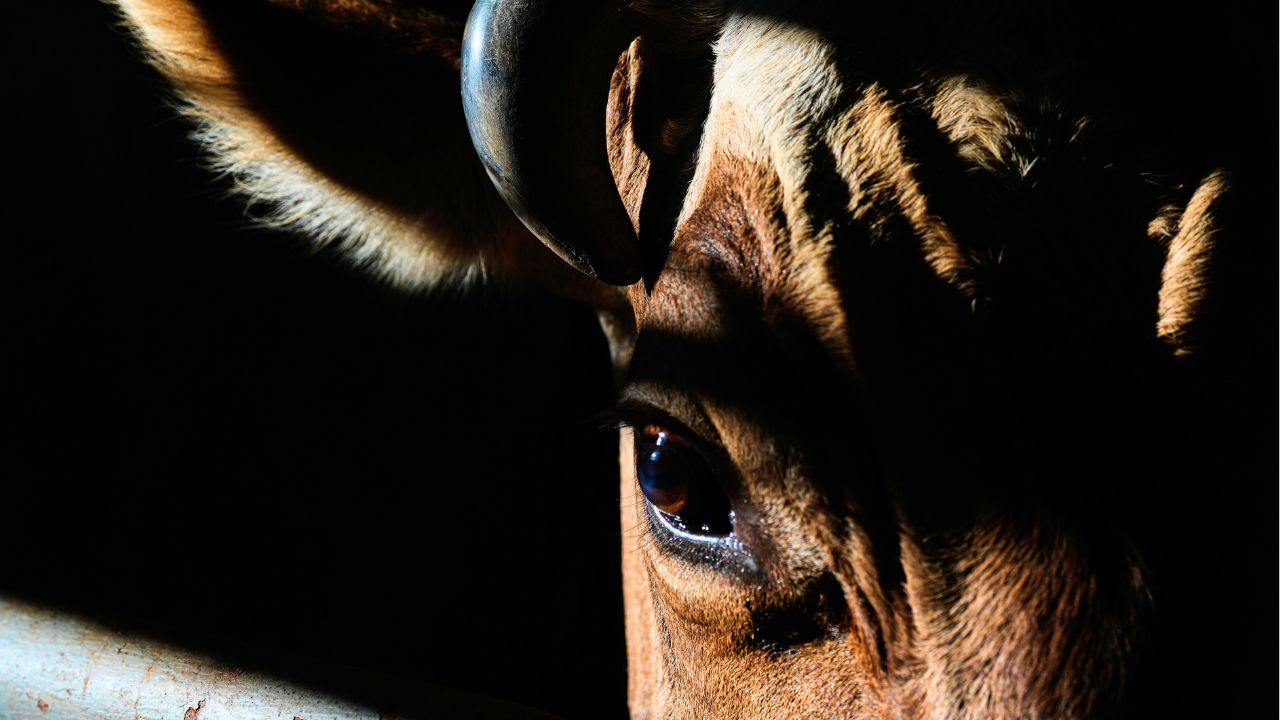 Arizona ranching leader critiques President Donald Trump import plan to lower beef prices...