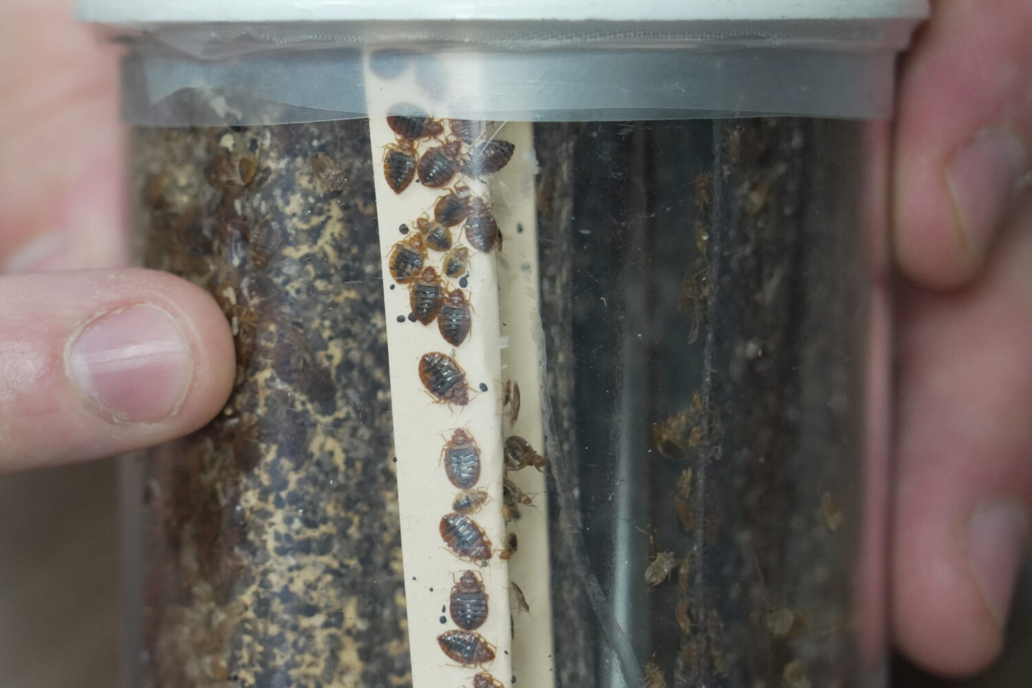 Assistant Professor Christopher Hayes uses the heat of his finger to stimulate a colony of bedbugs ...