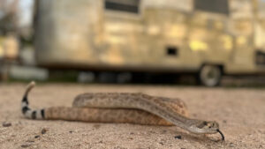 How to protect your dog from venomous snakes in Arizona