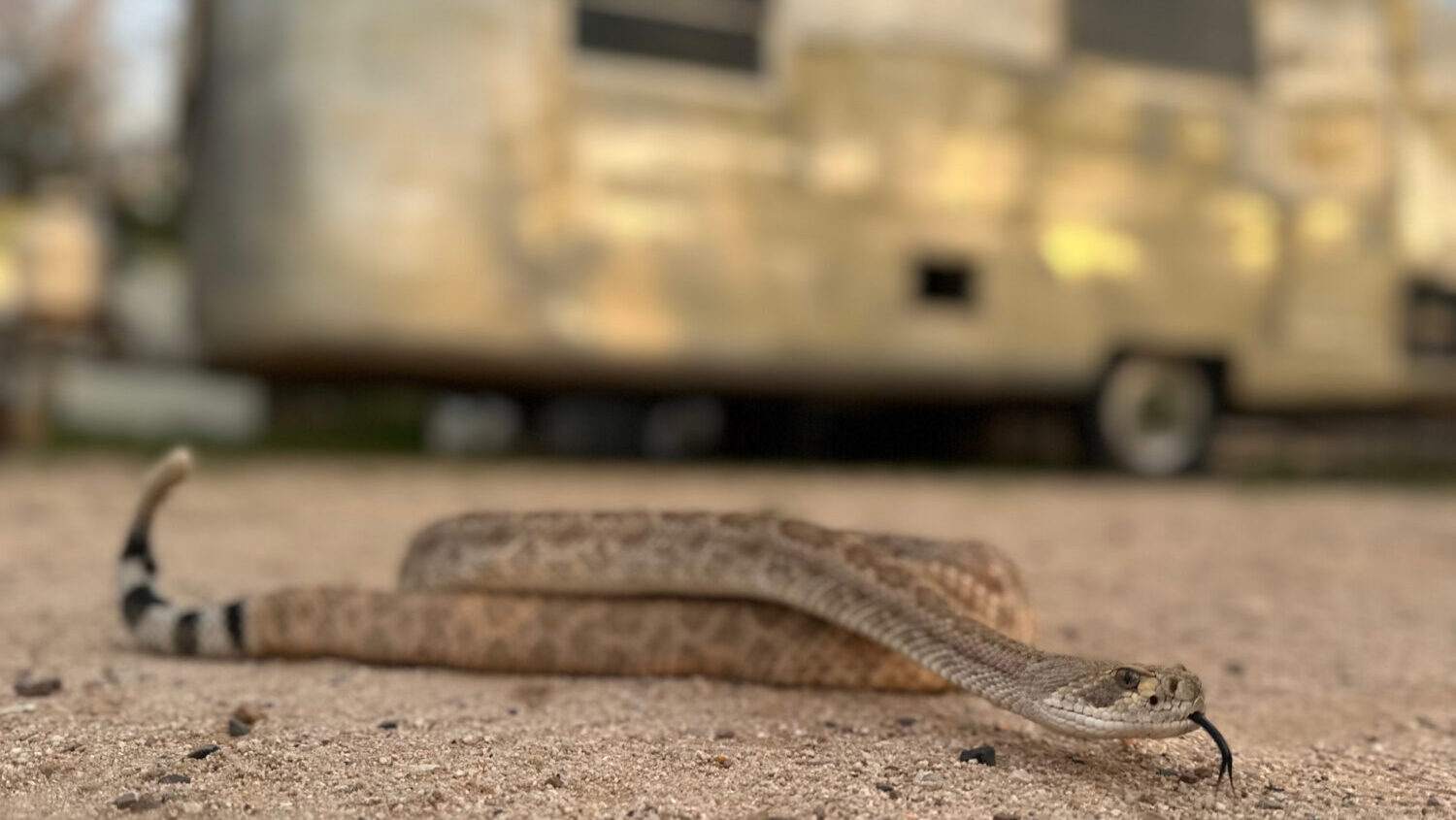 How to protect your dog from venomous snakes in Arizona