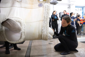 Four more belugas arrive at Chicago aquarium from shuttered Canadian theme park