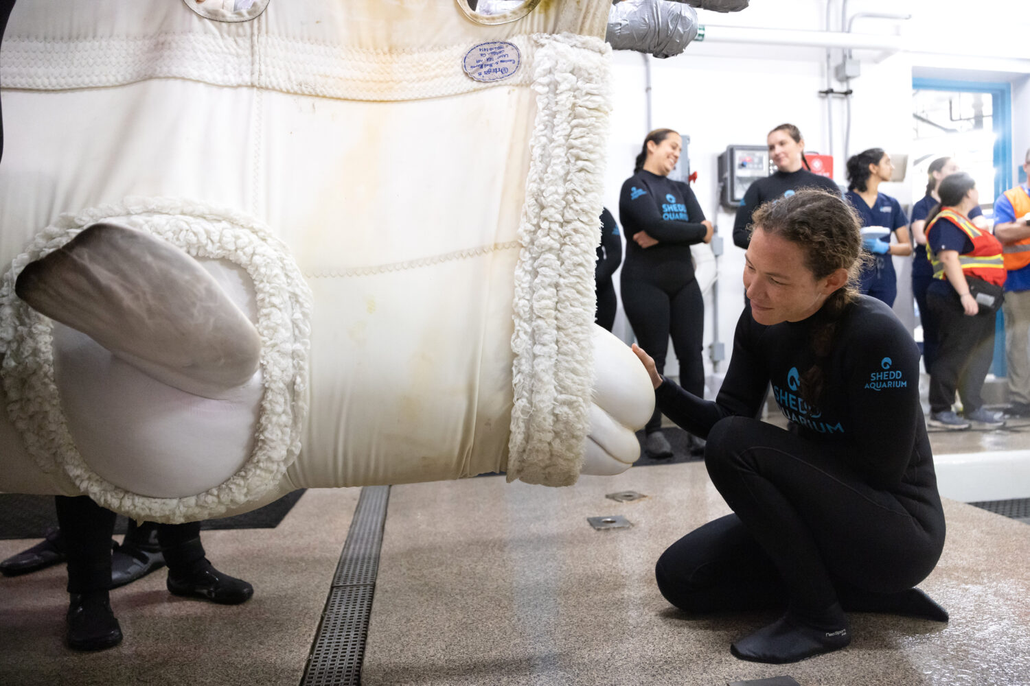 This photo provided by the Shedd Aquarium shows a rescued beluga whale arriving, Aug. 13, 2026, at ...