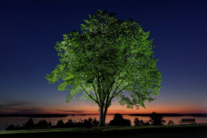 A new generation of elm trees could be equipped to beat the disease that killed the parents
