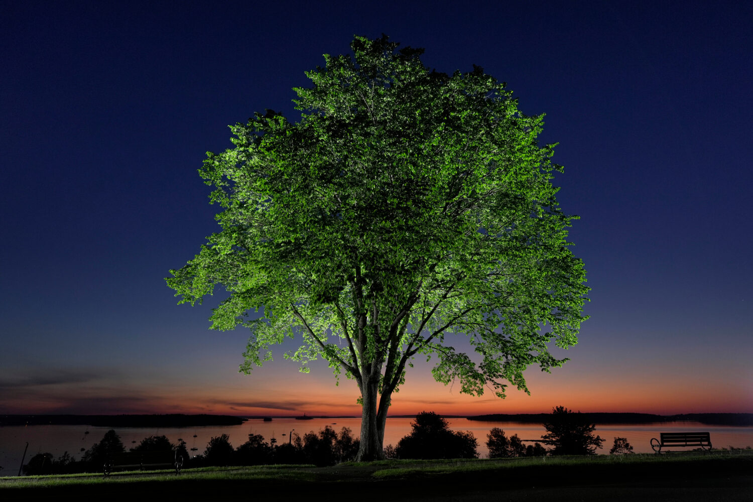 An American elm tree stands on the Eastern Promenade overlooking Casco Bay at dawn in Portland, Mai...