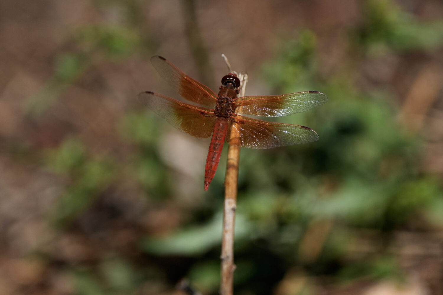 A dragonfly rests on a plant at the Lake Merritt Dragonfly Habitat Garden in Oakland, Calif., Frida...