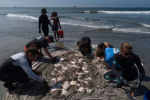 Stingray lashings up as marine heat wave off Southern California draws more to shore