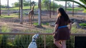 Phoenix Zoo invites guests to bring their dogs for ‘Tails on the Trails’ event