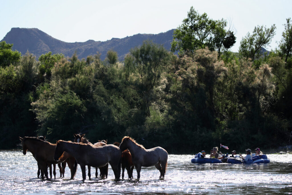 Visitors photograph wild horses from the Salt River in Mesa, Arizona, on May 24, 2020. Gov. Katie Hobbs announced a two-year suspension of horse removals from the herd while researchers study its genetic health. (Photo by Christian Petersen/Getty Images)