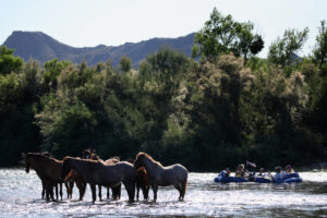 Arizona halts Salt River wild horse removals, orders genetic study