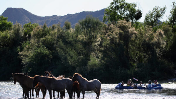 Visitors photograph wild horses from the Salt River in Mesa, Arizona, on May 24, 2020. Gov. Katie Hobbs announced a two-year suspension of horse removals from the herd while researchers study its genetic health. (Photo by Christian Petersen/Getty Images)