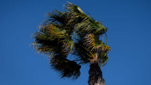 Severe storm watch issued for the Valley, strong winds and dust expected