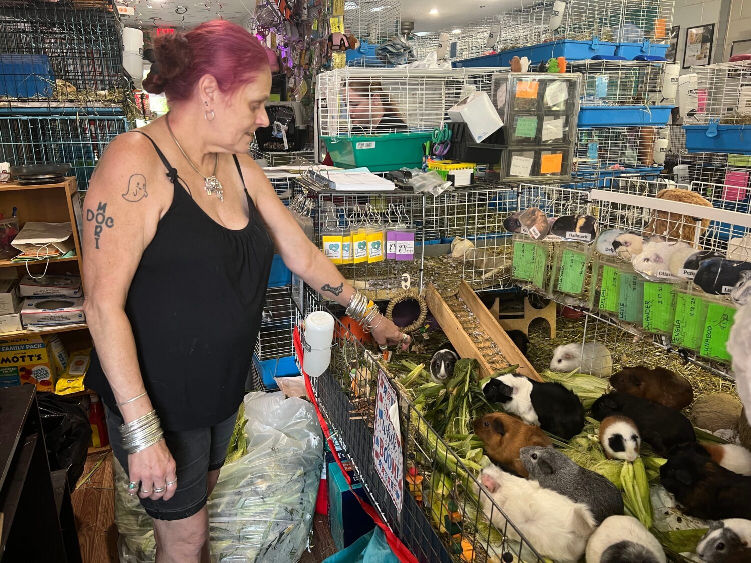 Kimie Smothermon feeds some of her several hundred guinea pigs while operating a guinea pig rescue ...