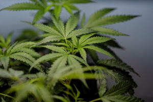 US sees a big jump in nausea cases among frequent marijuana users in the hospital