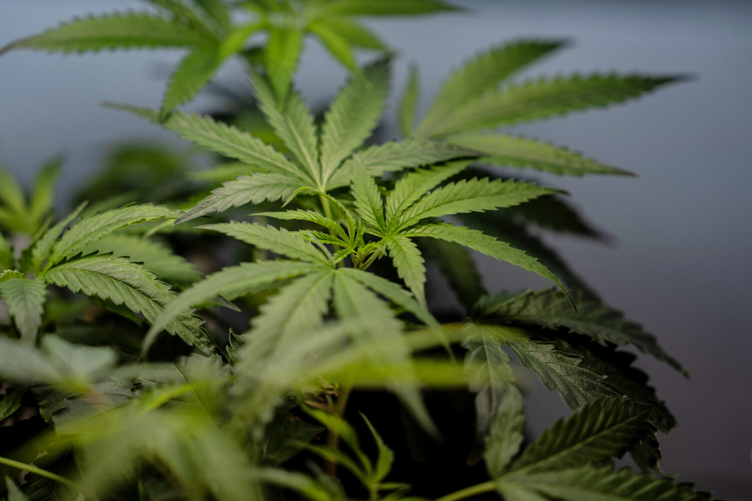 FILE - Marijuana clones are shown for sale in Santa Ana, Calif., April 23, 2026. (AP Photo/Jae C. H...