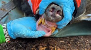Watch researchers crawl inside a black bear den near Flagstaff