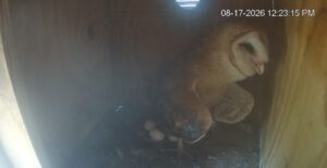 Arizona’s webcam-famous barn owls are expecting again