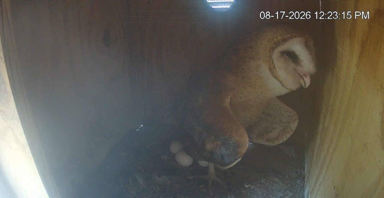 Arizona’s webcam-famous barn owls are expecting again