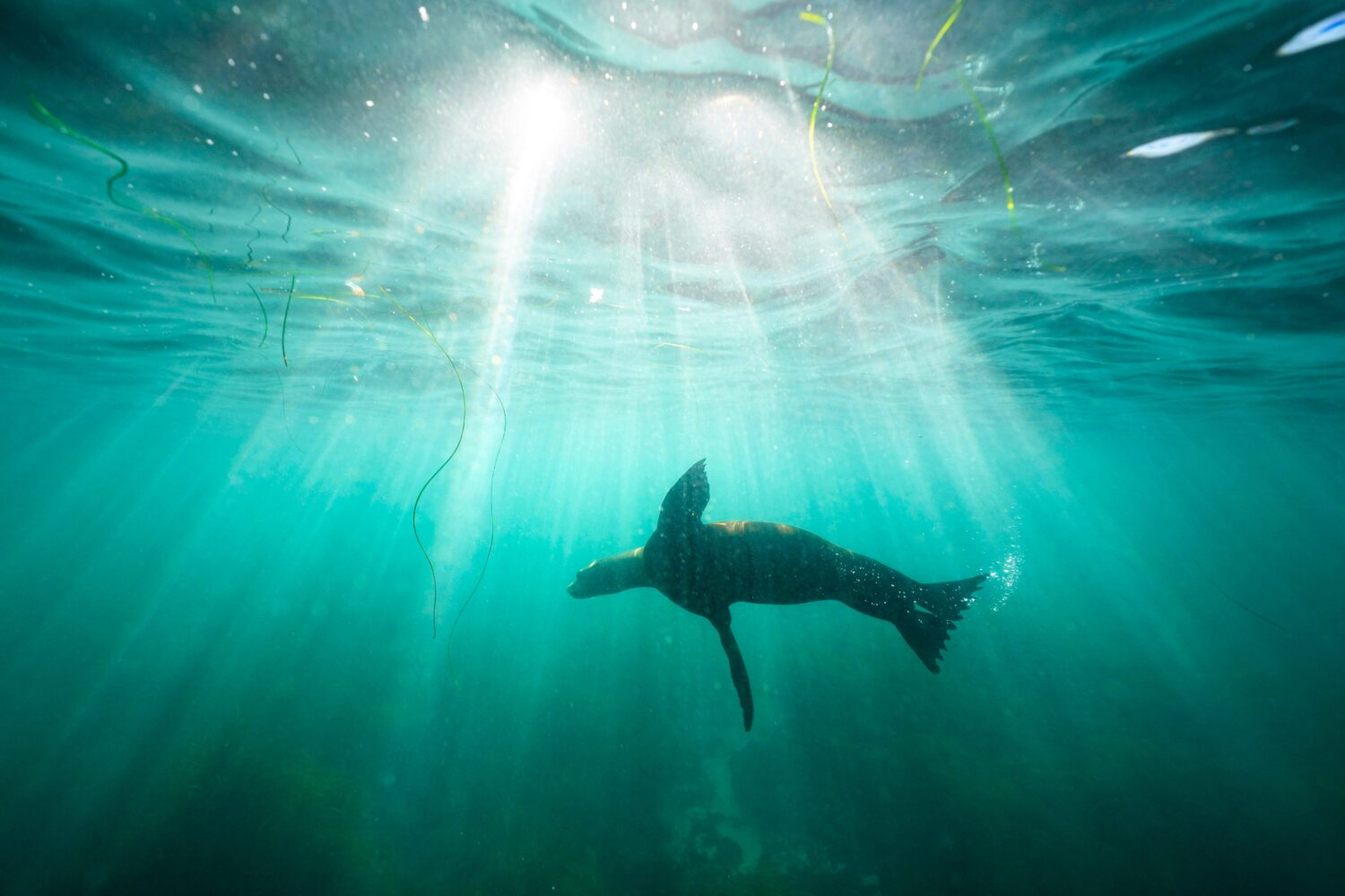 FILE- A sea lion swims over sea grass in San Diego's La Jolla Cove on Oct. 10, 2023. (AP Photo/Greg...
