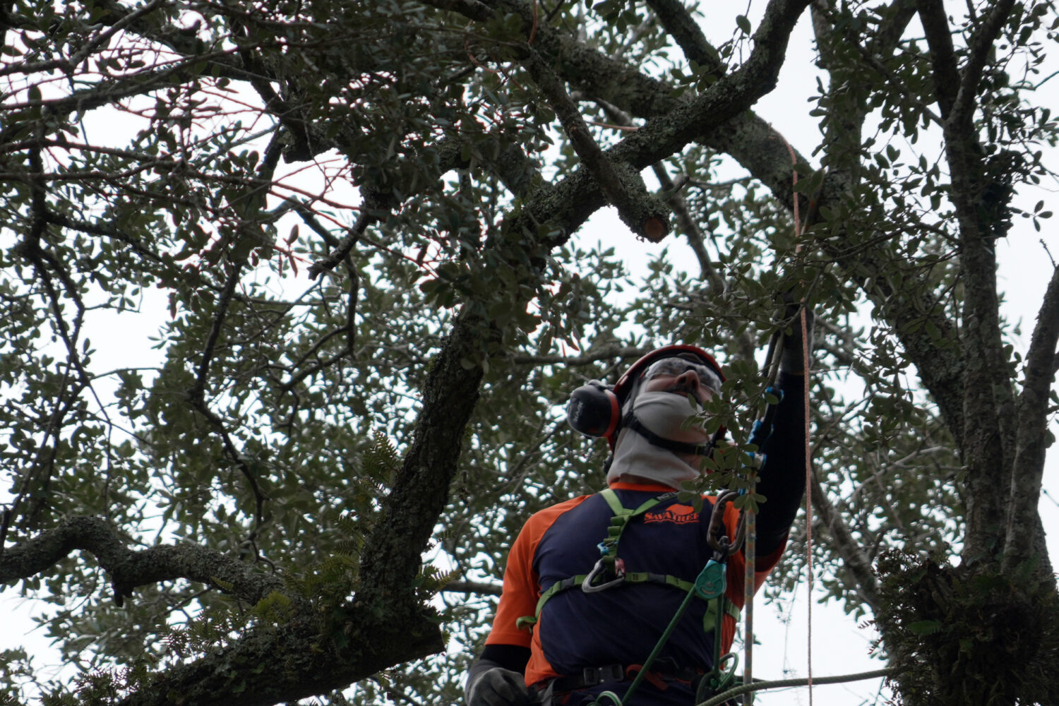 Andrew Giordano, plant and tree health care specialist, installs copper lightning rod cable in the ...