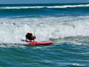 Top dogs ride waves at annual World Dog Surfing Championships