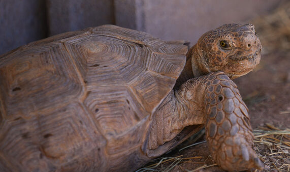 Arizona Game and Fish needs families for 100+ tortoises rescued from an illegal breeder.