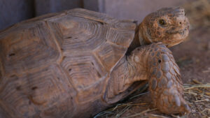 Raising shell: State agency needs help adopting 100 desert tortoises
